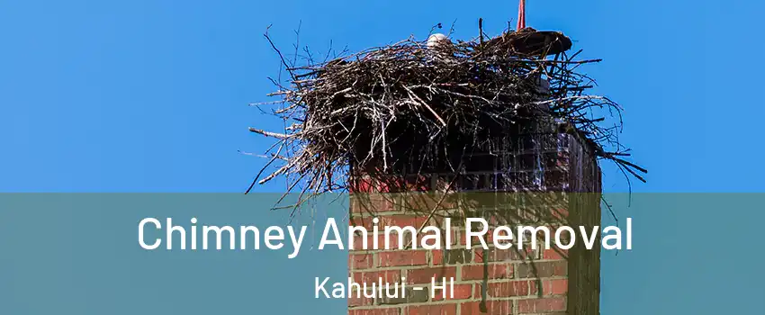 Chimney Animal Removal Kahului - HI
