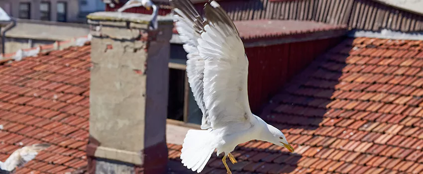 Residential Chimney Animal Removal Solution in Kahului, HI